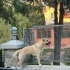 Bir yaşında ,dişi, kısır, Kangal-Golden kırması, çipi var ve aşıları yapılmış fotoğraf