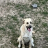 Bir yaşında ,dişi, kısır, Kangal-Golden kırması, çipi var ve aşıları yapılmış fotoğraf
