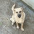 Bir yaşında ,dişi, kısır, Kangal-Golden kırması, çipi var ve aşıları yapılmış fotoğraf