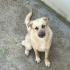 Bir yaşında ,dişi, kısır, Kangal-Golden kırması, çipi var ve aşıları yapılmış fotoğraf