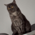 Schotish Straight Erkek Kısır Kedi 4 yaşında fotoğraf