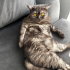Schotish Straight Erkek Kısır Kedi 4 yaşında fotoğraf