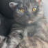 Schotish Straight Erkek Kısır Kedi 4 yaşında fotoğraf