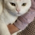 Asil bir beyefendi fotoğraf