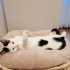 Maya Prensese yuva fotoğraf