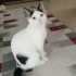 Maya Prensese Yuva fotoğraf