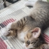 5 yavru kedi erkek dişi fotoğraf
