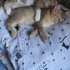 5 yavru kedi erkek dişi fotoğraf