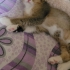 5 yavru kedi erkek dişi fotoğraf