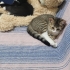 5 yavru kedi erkek dişi fotoğraf