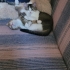 5 yavru kedi erkek dişi fotoğraf