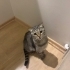 İZMİR TERKEDİLEN YAVRUMUZ SCOTİS TİGER TABY. ÜCRETSİZ SAHİPLENDİRME fotoğraf