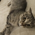 İZMİR TERKEDİLEN YAVRUMUZ SCOTİS TİGER TABY. ÜCRETSİZ SAHİPLENDİRME fotoğraf