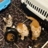 ÜCRETSİZ YAVRU KEDİ SAHİPLENMEK İÇİN EN DOĞRU YERDESİNİZ! fotoğraf