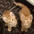 ÜCRETSİZ YAVRU KEDİ SAHİPLENMEK İÇİN EN DOĞRU YERDESİNİZ! fotoğraf