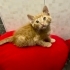 ÜCRETSİZ YAVRU KEDİ SAHİPLENMEK İÇİN EN DOĞRU YERDESİNİZ! fotoğraf