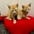 ÜCRETSİZ YAVRU KEDİ SAHİPLENMEK İÇİN EN DOĞRU YERDESİNİZ! fotoğraf