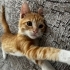 Kimsesiz Bebi için acil yuvaaa fotoğraf