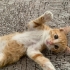 Kimsesiz Bebi için acil yuvaaa fotoğraf