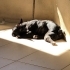 Evin haylaz oğlu Ares fotoğraf