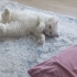 🐾 KONTES’E ÖMÜRLÜK BİR YUVA ARIYORUZ 🐾 fotoğraf