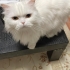 🐾 KONTES’E ÖMÜRLÜK BİR YUVA ARIYORUZ 🐾 fotoğraf