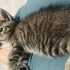 1,5 aylık Mavi yuva arıyor fotoğraf