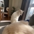 Ücretsiz  Ankara Kedisi fotoğraf