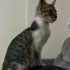 2 aylık oyuncu enerjik dişi kedi fotoğraf