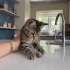 Minik Asil Tekir fotoğraf