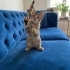 Minik Asil Tekir fotoğraf