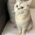 Bücür e Yuva Arıyoruz Gayet akıllı ve temiz fotoğraf