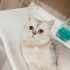 Bücür e Yuva Arıyoruz Gayet akıllı ve temiz fotoğraf