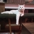 Oğlumuz Oscarı Sahiplendiriyoruz (ücretsiz) fotoğraf