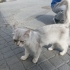 SOKAKTA BULDUK CİNS KEDİ KIRMA OLABİLİR fotoğraf