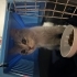 SOKAKTA BULDUK CİNS KEDİ KIRMA OLABİLİR fotoğraf