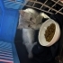 SOKAKTA BULDUK CİNS KEDİ KIRMA OLABİLİR fotoğraf