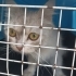 SOKAKTA BULDUK CİNS KEDİ KIRMA OLABİLİR fotoğraf
