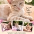 🐾 3 Aylık Cana Yakın Minik Oğlan Yuva Arıyor – Çeşme/Alaçatı fotoğraf