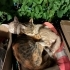 🐾 3 Aylık Cana Yakın Minik Oğlan Yuva Arıyor – Çeşme/Alaçatı fotoğraf