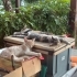 🐾 3 Aylık Cana Yakın Minik Oğlan Yuva Arıyor – Çeşme/Alaçatı fotoğraf