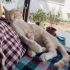🐾 3 Aylık Cana Yakın Minik Oğlan Yuva Arıyor – Çeşme/Alaçatı fotoğraf