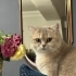 Cookie’ye Sevgi Dolu Ömürlük Yuva Arıyoruz 🐾 fotoğraf
