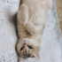 Cookie’ye Sevgi Dolu Ömürlük Yuva Arıyoruz 🐾 fotoğraf