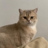 Cookie’ye Sevgi Dolu Ömürlük Yuva Arıyoruz 🐾 fotoğraf