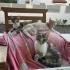 İki Minik Kız Ailesini Arıyor 🐾 | 3 Aylık fotoğraf