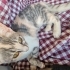 İki Minik Kız Ailesini Arıyor 🐾 | 3 Aylık fotoğraf
