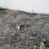 İki Minik Kız Ailesini Arıyor 🐾 | 3 Aylık fotoğraf