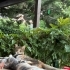 İki Minik Kız Ailesini Arıyor 🐾 | 3 Aylık fotoğraf