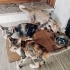 İki Minik Kız Ailesini Arıyor 🐾 | 3 Aylık fotoğraf